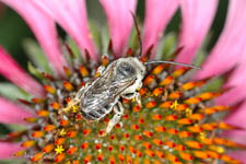 Long-horned bee, Melissodes menuachas, male