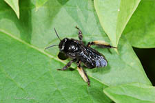 Long-horned bee, Melissodes sp, female