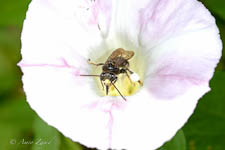 Long-horned bee, Melissodes sp, male