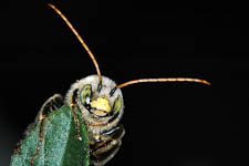 Long-horned bee, Melissodes, male