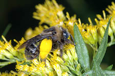 Long-horned bee, Melissodes, female