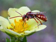 A cuckoo bee from the genus Nomada