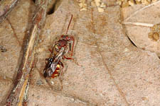 A cuckoo bee from the genus Nomada