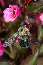 Large carpenter bee, Xylocopa virginia, female