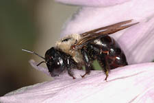 Large carpenter bee, Xylocopa virginia, female