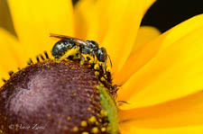 Small carpenter bee, Ceratina sp, female, on Rudbeckia