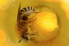 Squash bee, Pepanoapis pruinosa