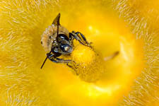 Squash Bee, Peponapis pruinosa, male