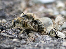 Plasterer bee, Colletes inaequalis, mating