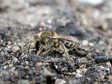 Plasterer bee, Colletes inaequalis, mating