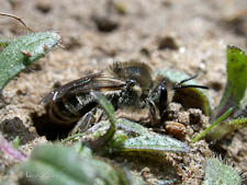 Plasterer bee, Colletes inaequalis, nest