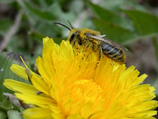 Plasterer bee, Colletes inaequalis, male