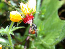 Plasterer bee, Leioproctus ruber, female, Chile