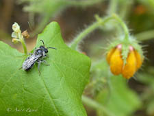 Plasterer bee, Leioproctus ruber, male, Chile