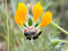 Plasterer bee, Leioproctus ruber, male, Chile