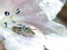 Desert plasterer bee, Chilimelissa rozeni, female, Chile