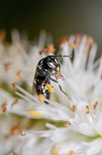 Female yellow-faced bee, Hylaeus sp, on Veronica