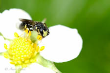 Yellow-faced bee, Hylaeus sp, male