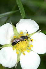 Yellow-faced bee, Hylaeus sp, female