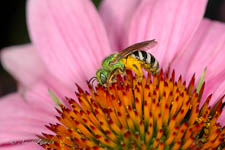 Sweat bee, Agapostemon virescens, female