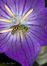 Sweat bee, Agapostemon virescens, male
