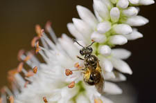Female sweat bee, Lasioglossum sp, on Veronica