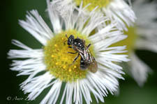 Sweat bee, Lasioglossum sp, female