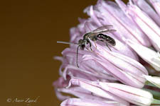 Sweat bee, Lasioglossum sp, male