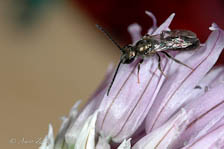 Sweat bee, Lasioglossum sp, male