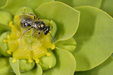 Sweat bee, Lasioglossum sp, female