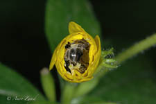 The evening primrose sweat bee, Lasioglossum oenotherae, female