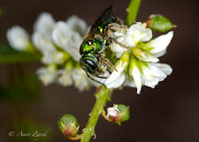Wood-nesting sweat bee, Augoclora pura, female