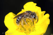 The sweat bee, Halictus ligatus, female