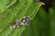 Mason bee, Osmia sp, female