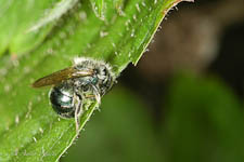 Mason bee, Osmia sp, female