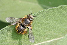 The Wool Carder Bee,  Anthidium manicatum, male