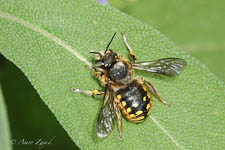 The Wool Carder Bee,  Anthidium manicatum, male