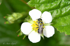 Black mason bee, Hoplitis sp, female