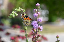 Monarch butterfly on Liatris