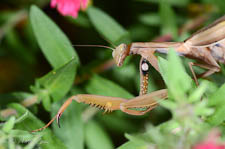 Praying mantis, Mantis religiosa