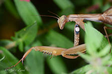 Praying mantis, Mantis religiosa