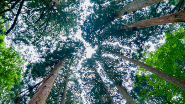 A group of trees with green leaves. The photo is taken at the base and looking up to the sky. 