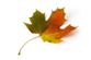 Image of a Canadian maple leaf, symbol of unity for our communities