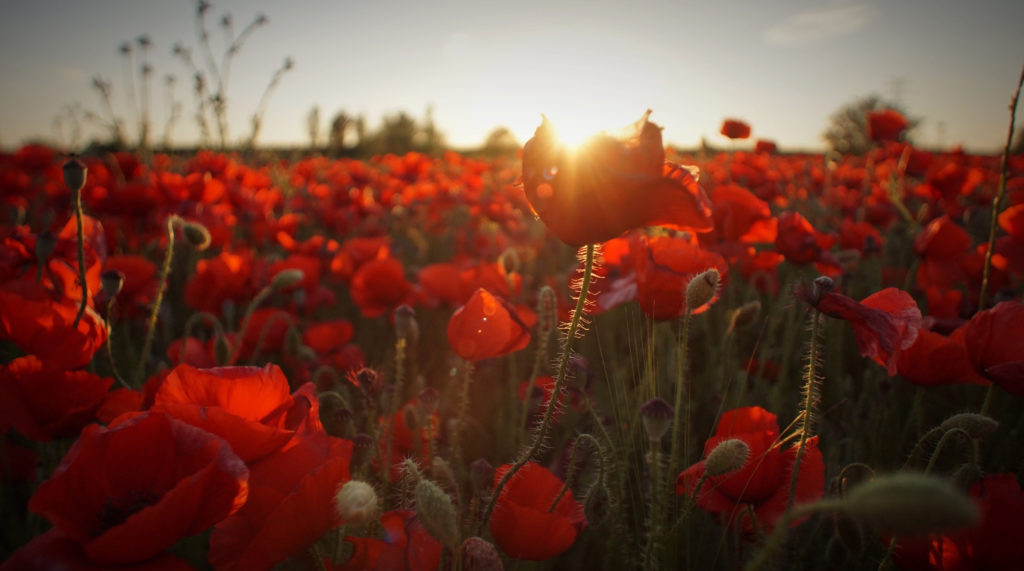 Field of poppies in Normandy, France