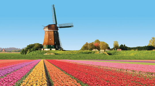 Field of flowers and windmill in Provence