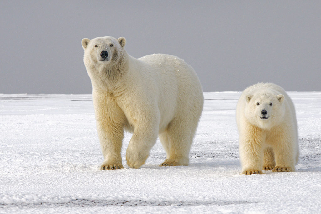 two polar bears in Arctic