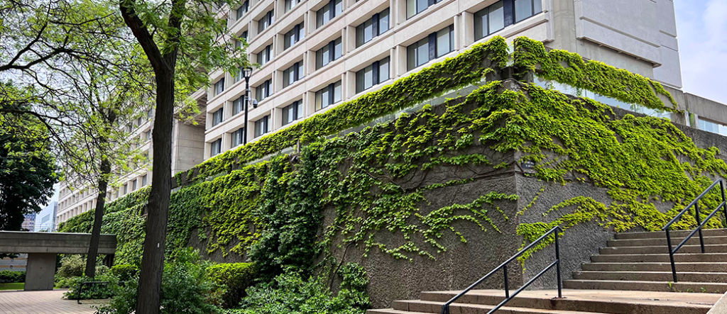 Ivy covered walls at the base of the Ross Building off of Campus Walk