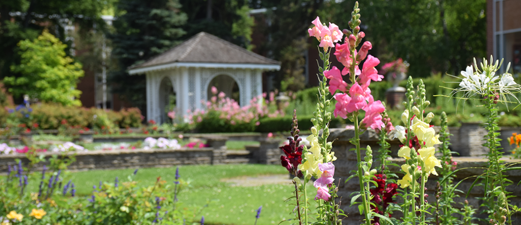 The view of the Bruce Bryden rose garden on York's Glendon campus from the back of Glendon Hall looking out over the garden and white gazebos