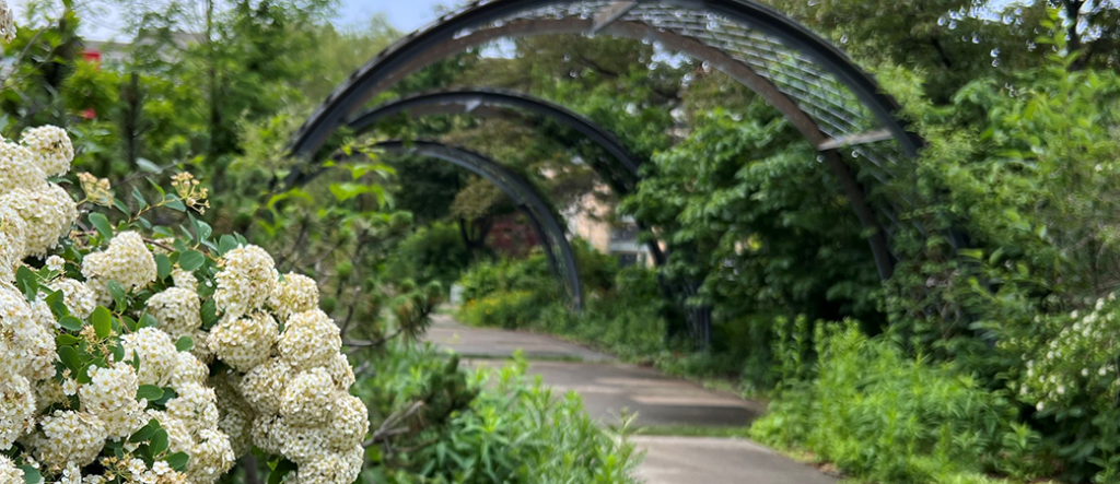 Arches in gardens flanking the the Harry Arthur Commons