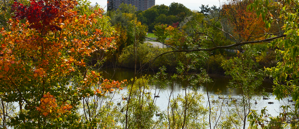 Stong Pond framed by fall folliage